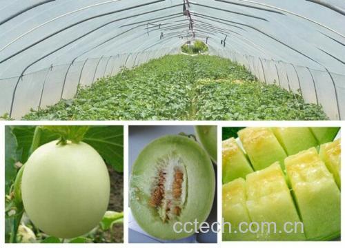 玉菇甜瓜储存示意图