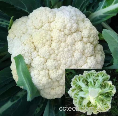 松花菜切开展示内部结构