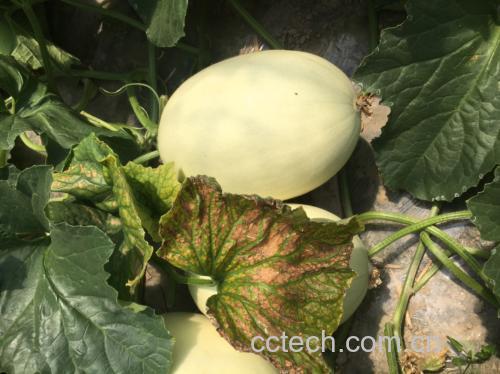 挑选玉菇甜瓜的对比图