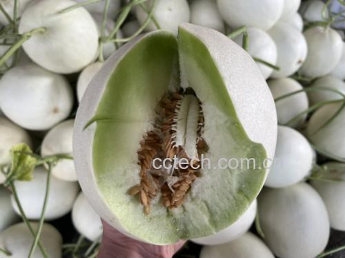 玉菇甜瓜切开图