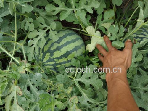 黑美人西瓜不同阶段生长对比图