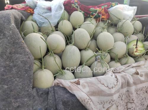 市场中摆放整齐的玉菇甜瓜摊位,新鲜诱人