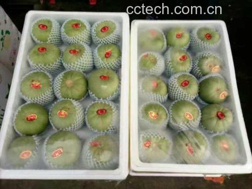 绿宝甜瓜新鲜切开的果肉展示
