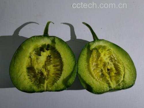 不同甜瓜品种对比图