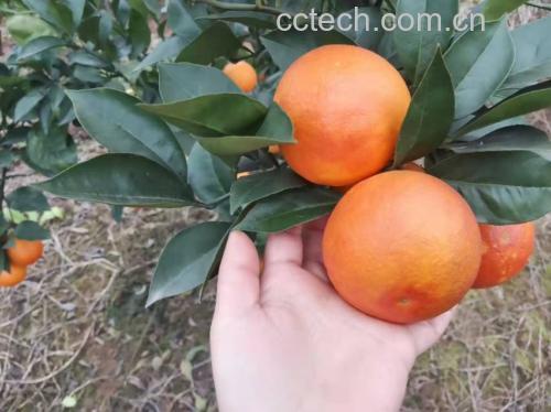 血橙果肉处理过程