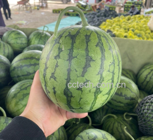 小凤西瓜手感对比图