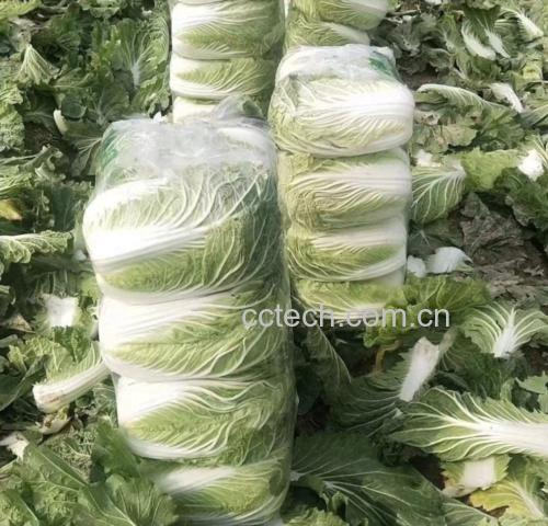黄心白菜挑选与储存方法示意图