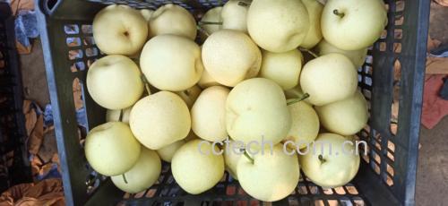 女性正在挑选新鲜皇冠梨
