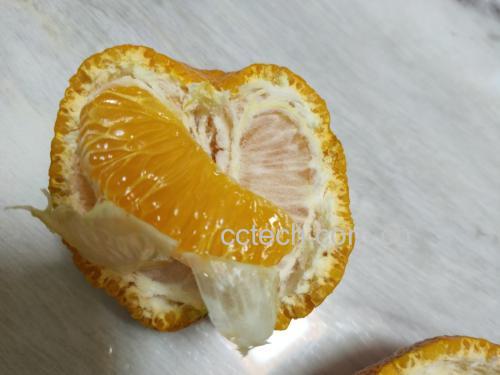 耙耙柑果实特写