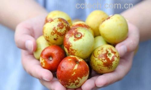冬枣与新鲜红枣对比图