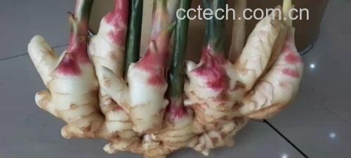 子姜制作的凉拌菜