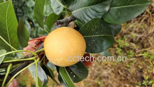 翠冠梨果实在阳光下的特写