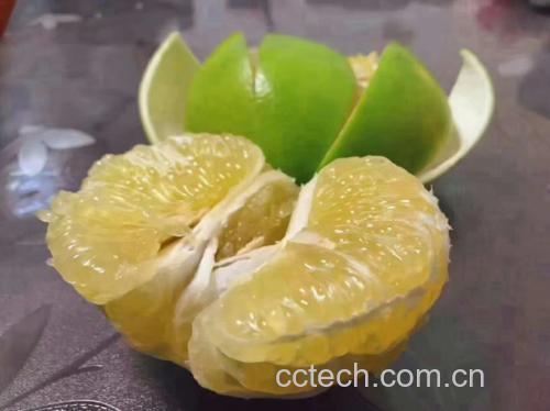 葡萄柚绿果实特写