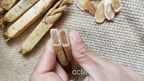 高丽参切片显微图