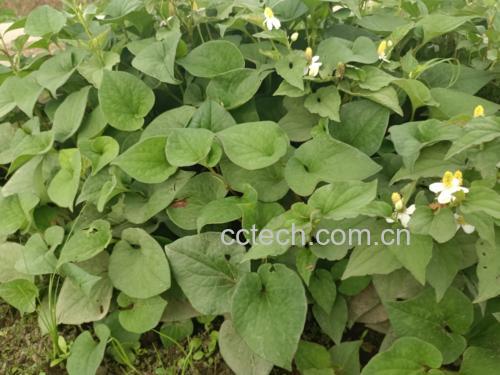 鱼腥草和蛇舌草的植物对比图