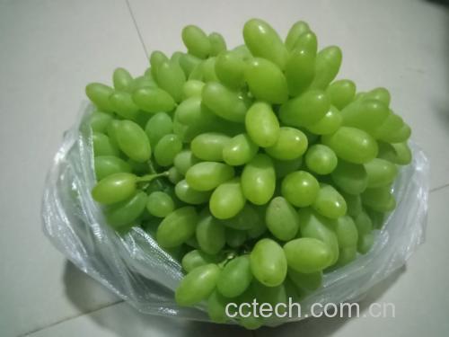 印度青提特写