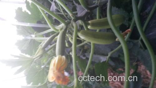 香芹苗的营养成分图