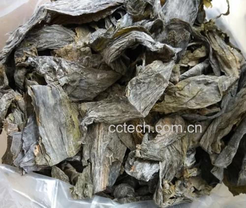 海带与裙带菜外观对比