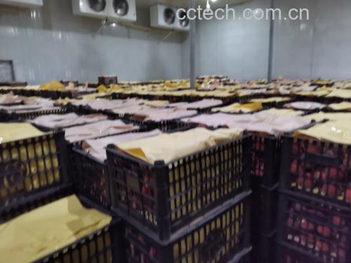 红不软桃在不同储存条件下的品质变化