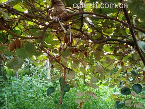 绿心猕猴桃果园实景