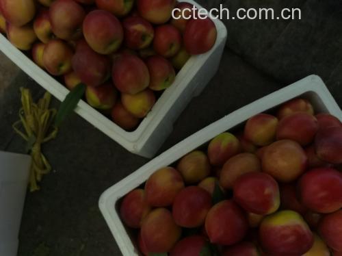 油桃罐头与黄桃罐头成品对比图