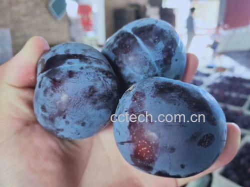黑布林李子成熟度对比图