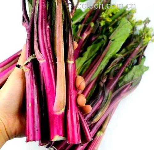 紫菜苔成品图