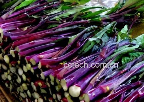 紫菜苔新鲜采摘图