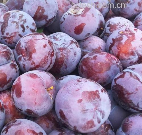 黑布林李子成熟果实特写