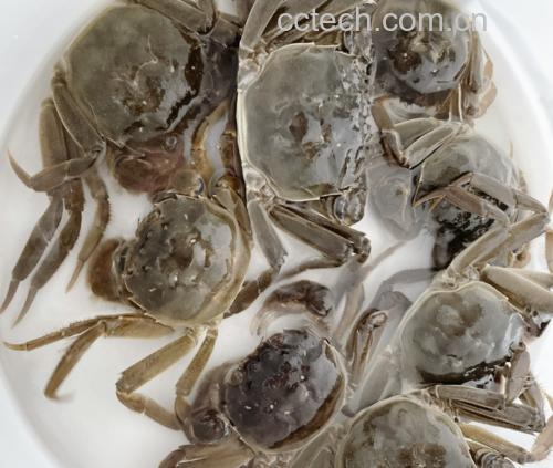 六月黄大闸蟹烹饪图