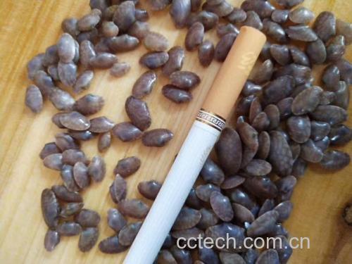 花蛤与蛏子对比图