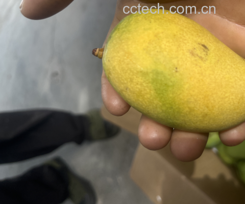 小台芒果实特写
