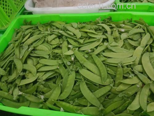 新鲜荷兰豆选购指南