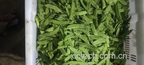 荷兰豆处理过程