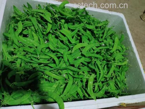 荷兰豆焯水过程