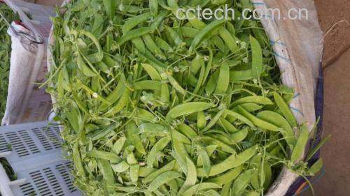 荷兰豆特写