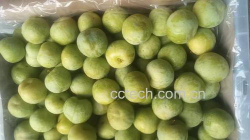 脆青李子特写