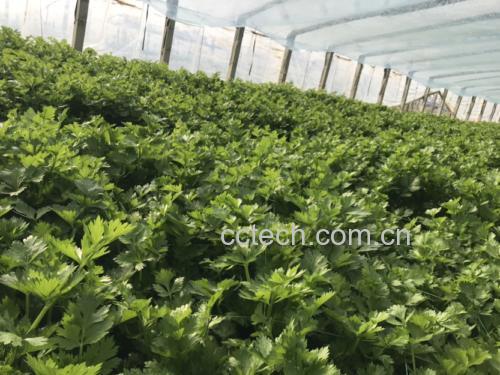 野生山芹菜的自然生长环境