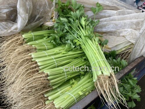 山芹菜的选购与保存方法图示