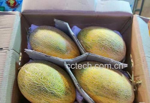 伽师瓜切开展示果肉与外观