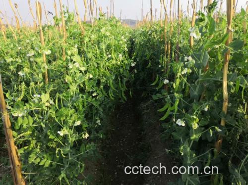 荷兰豆种植基地实景图