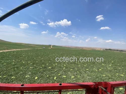 伽师瓜种植地——新疆伽师县绿洲农田