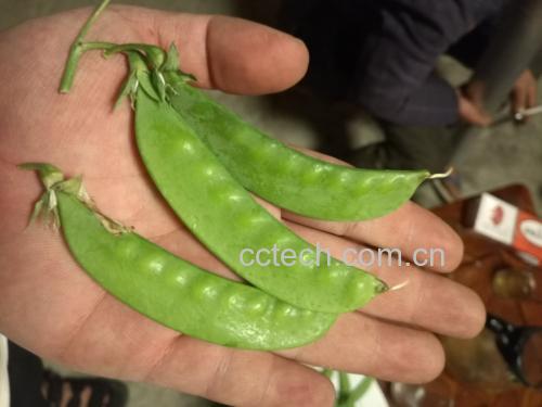 女性在厨房中清洗新鲜荷兰豆