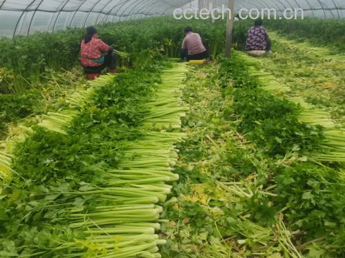 山芹菜保存方式示意图