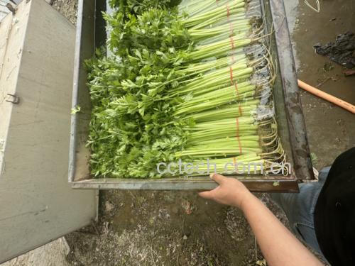 清洗山芹菜