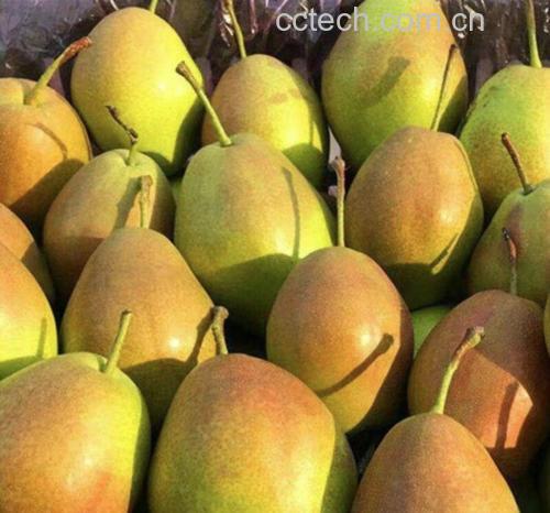 库尔勒香梨营养成分分析图