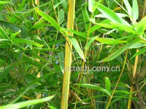 金镶玉竹与金虫草特写