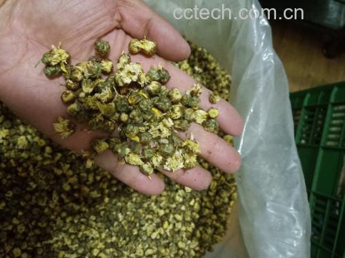 杭白菊泡水原材料展示