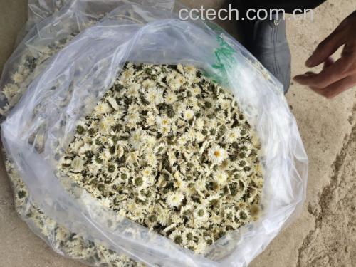 杭白菊产品包装展示图
