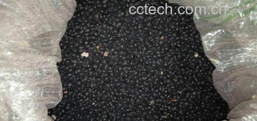 乌皮青仁黑豆实物图